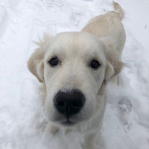 Meet your Posher, Paul